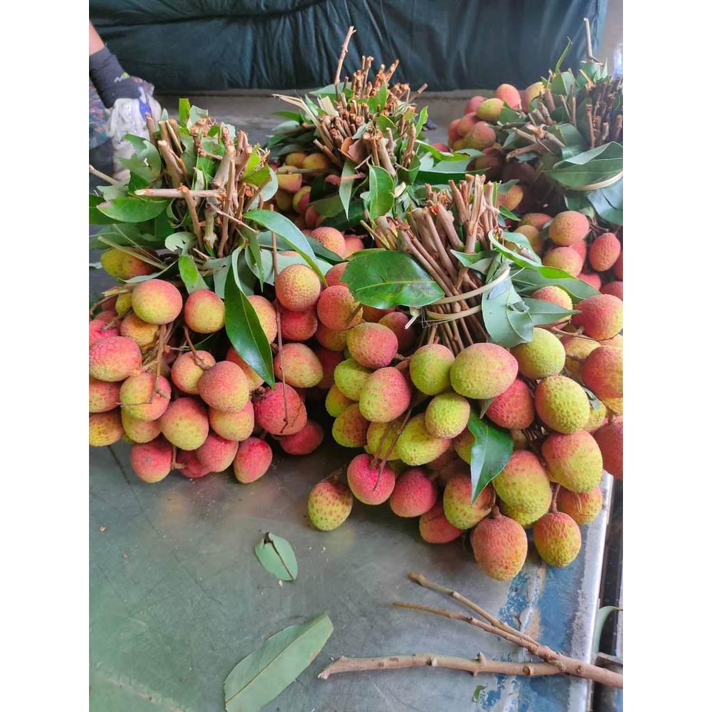cây giống vải thiều (cho thu hoạch siêu sớm)