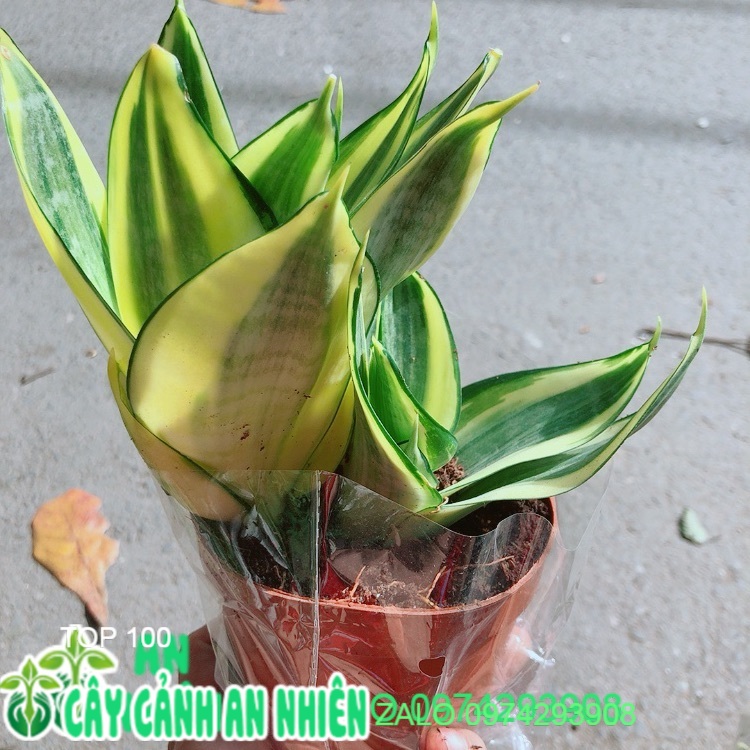 Lưỡi hổ thái vàng