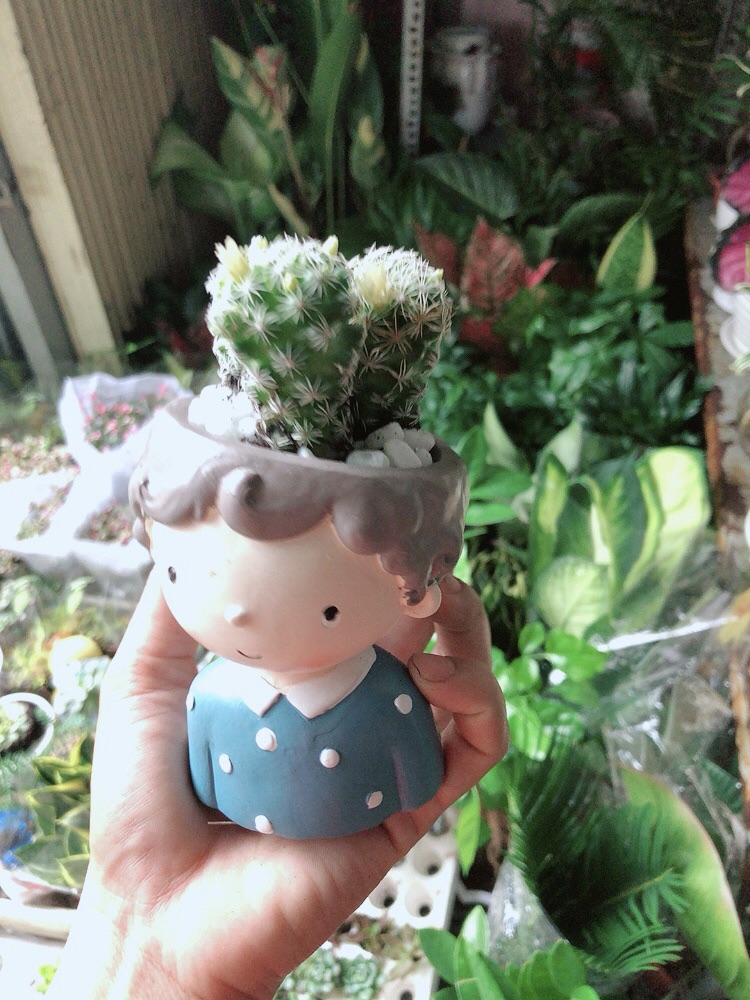 Chậu Xương Rồng Trứng Chim