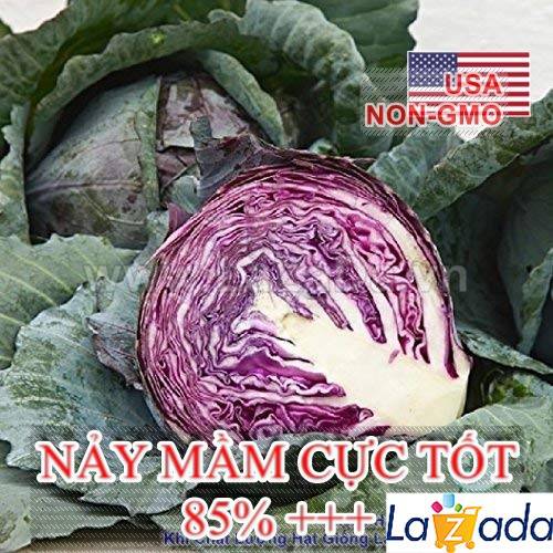 [HCM]BỘ 5GÓI 1Gr Hạt Giống Bắp Cải Tím Red (A5.204| C46*W51)