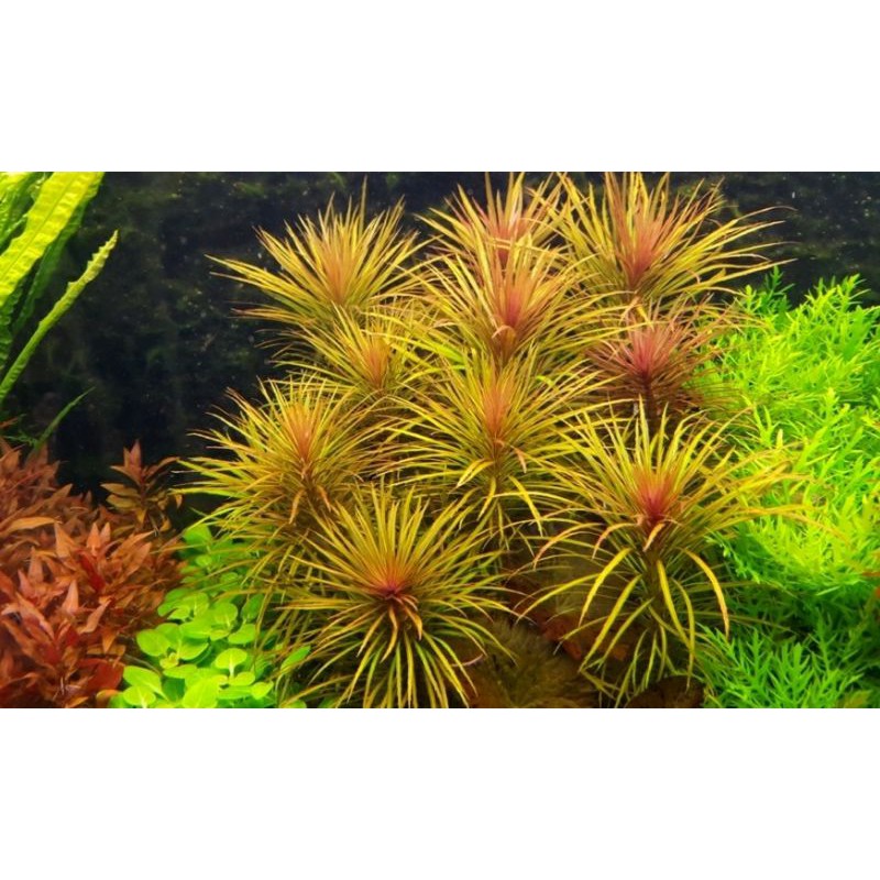 [Mã PET20K giảm 20K đơn 250K] Cây Dừa Sing - cây thủy sinh