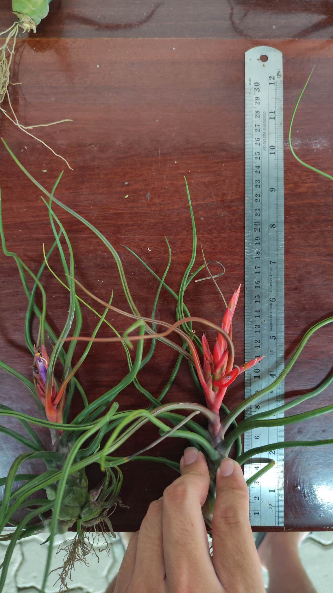 Cây không khí Nhân sâm Balbusa Giant (Size lớn)
