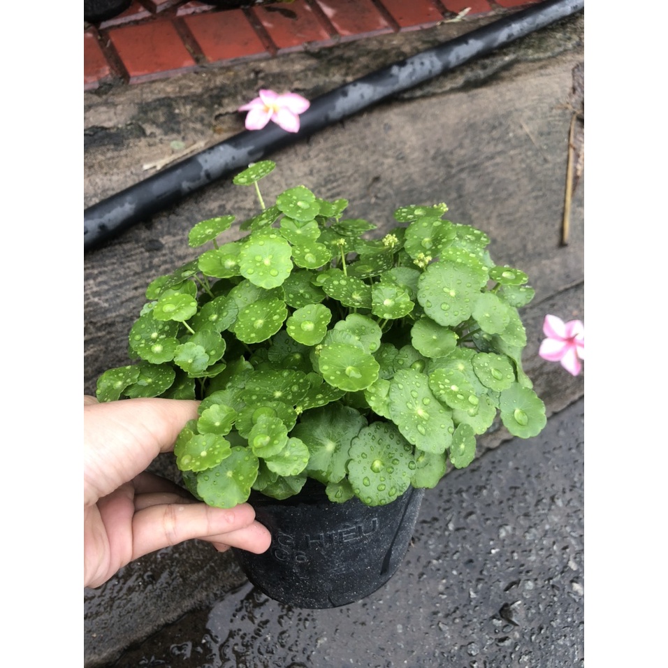 Cây cỏ đồng tiền - rau má kiểng