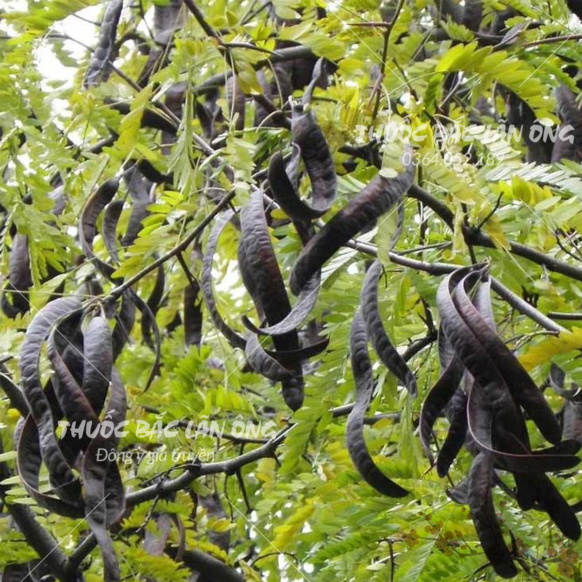 Trái bồ kết khô 1kg