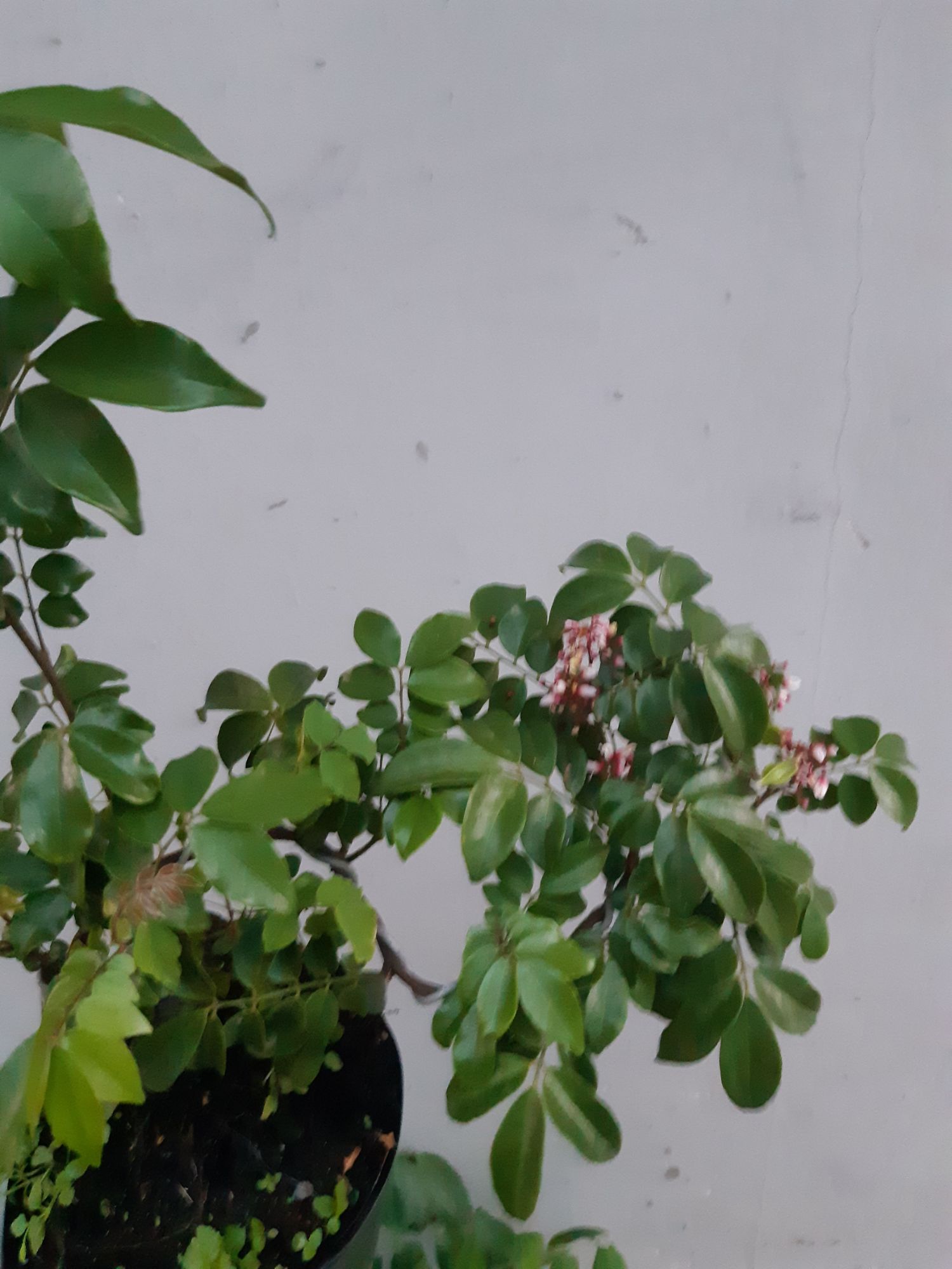 cây khế bonsai mini