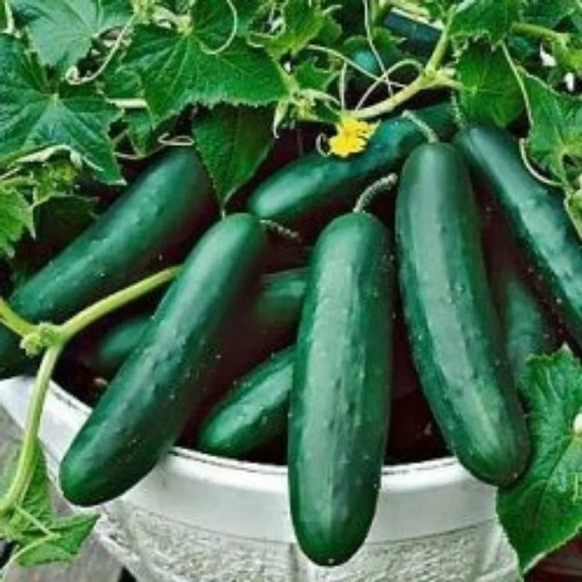 Hạt Giống Dưa Chuột Bụi Siêu Giòn (10 Hạt)