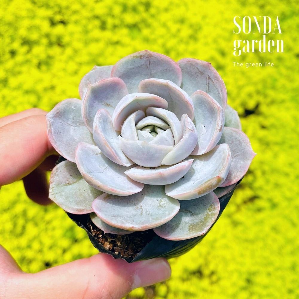 SEN ĐÁ LOLA TÍM SIZE BÉ SIÊU KHỎE ĐẸP LỖI 1 ĐỔI 1