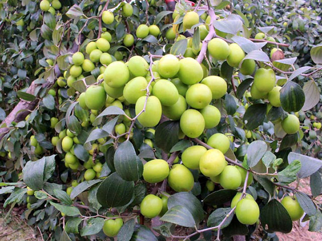 CÂY GIỐNG TÁO THÁI LAN SIÊU TRÁI- cây cao 40-60cm tặng kèm phân bón
