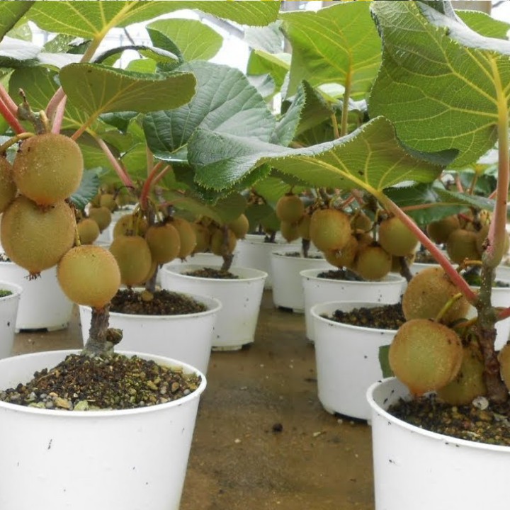 Hạt Giống Cây Kiwi - 30 Hạt