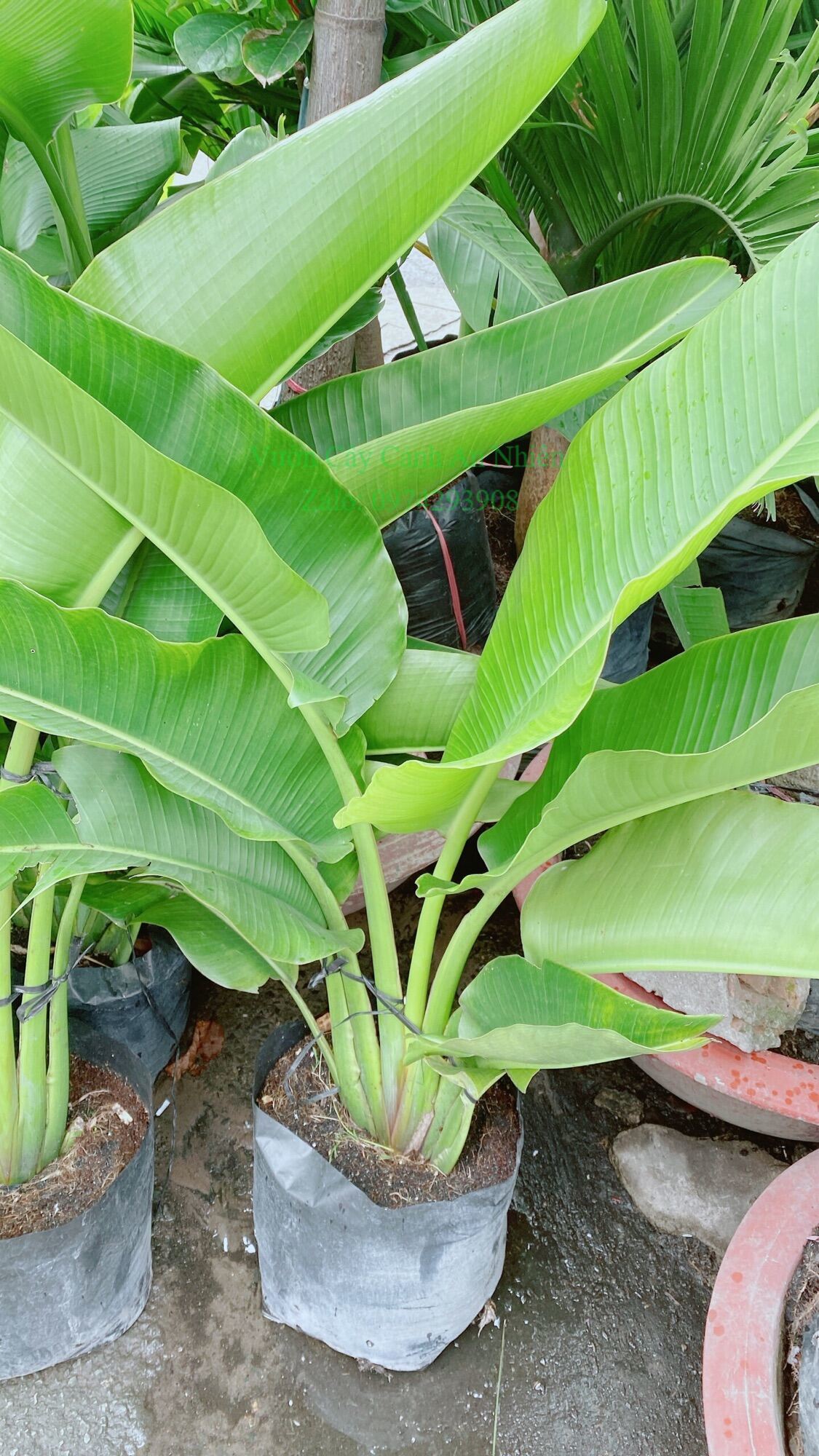 Cây Chuối Rẻ Quạt (chỉ giao hcm)