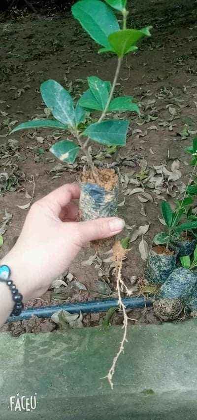 Combo 2 Cây giống Mộc Hương ta cao 30cm