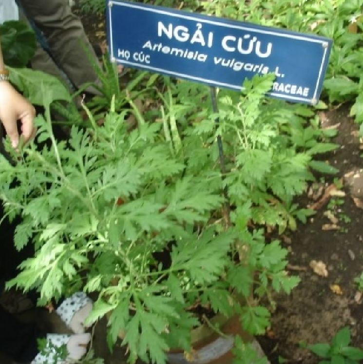 Hạt giống cây ngải cứu - 1 gói 50 hạt