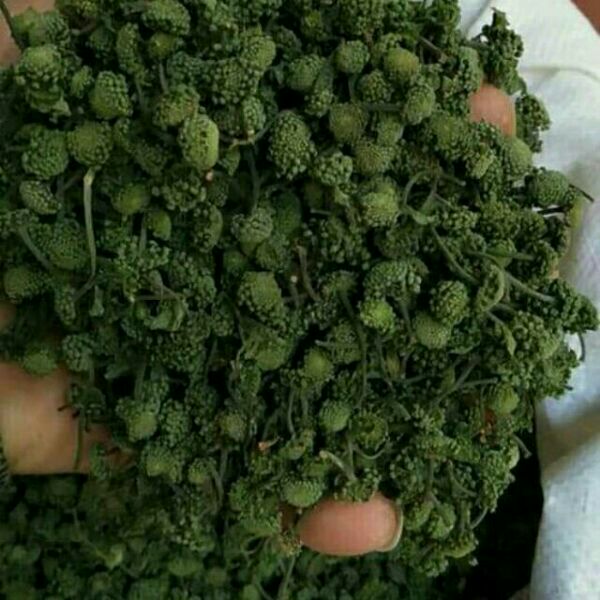 200g nụ tam thất bao tử