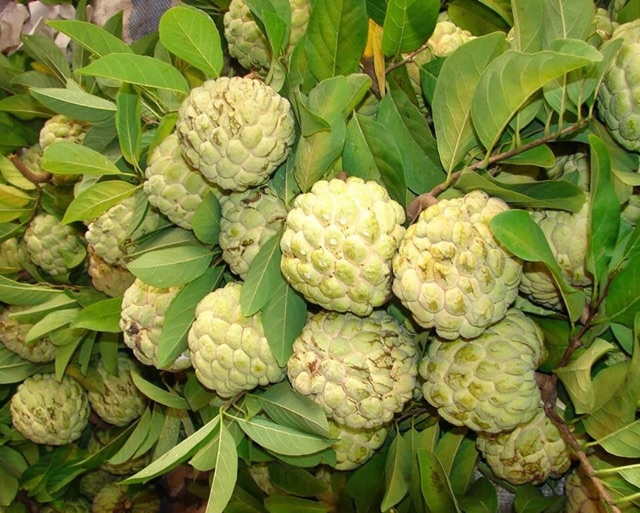 Cây giống na dai nhanh cho quả