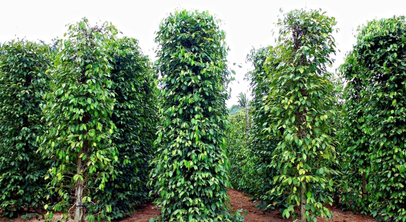 Hạt tiêu đen GiaLai 500gram