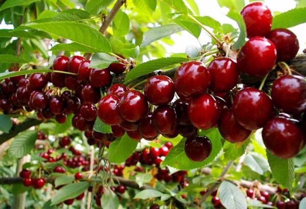 Hạt giống quả Cherry F1