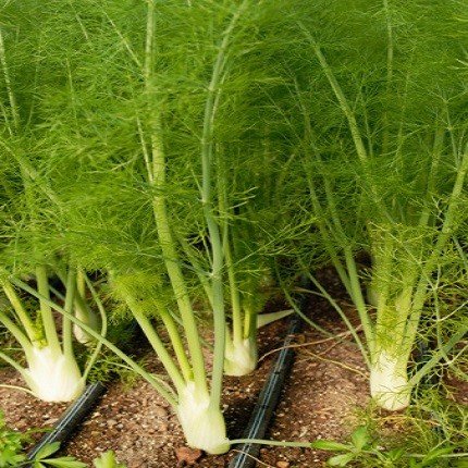 Hạt Giống Củ Thì Là - củ hồi Finnochio - gói 1gram(800 hạt)