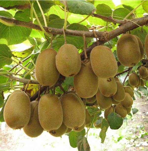 Cây giống Kiwi - C028