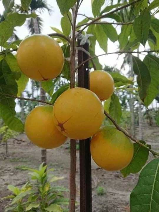 Vú sữa hoàng kim cây geo hạt (cây tốt khỏe)