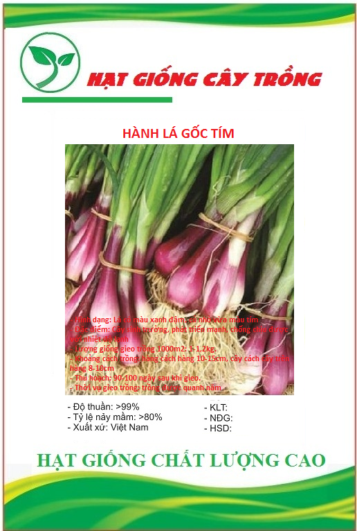 Hạt giống hành lá cao sản gốc tím - Gói 2gram