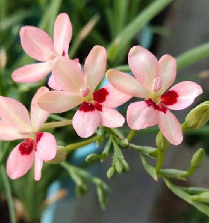 Củ giống hoa lan nam phi hoa màu trắng hồng - 1 củ