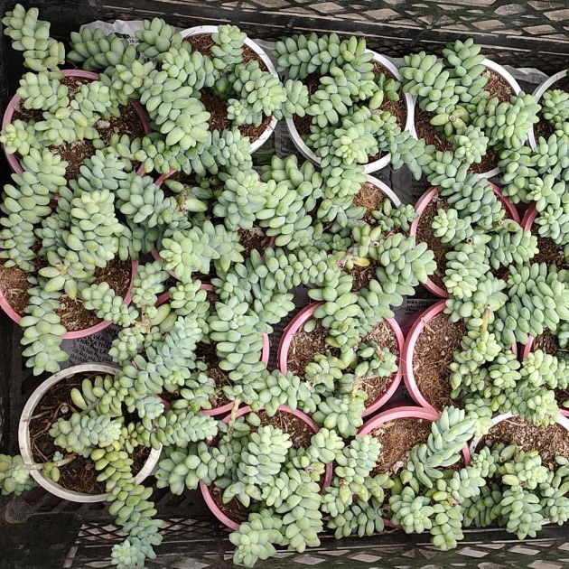 Chuỗi Ngọc 50k/chậu