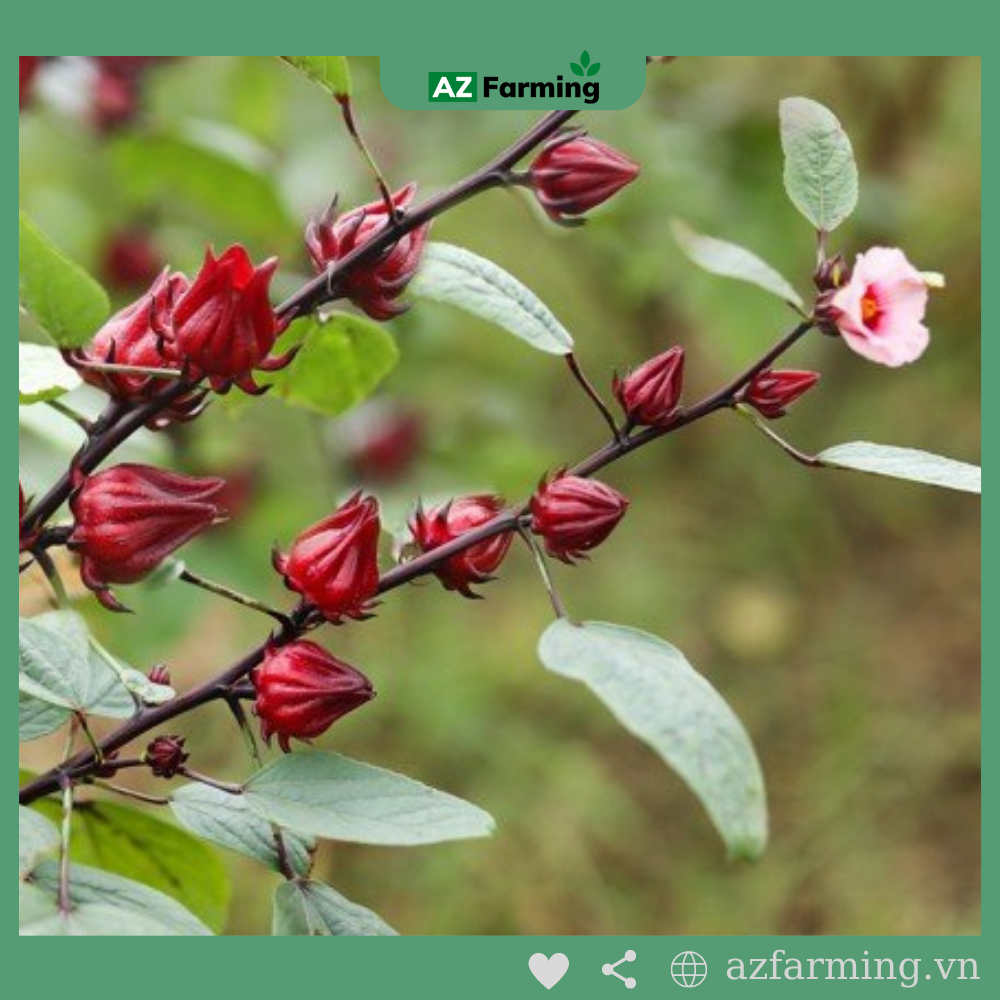 Hạt Giống Atiso Đỏ - Gói 50 Hạt - Az Farming