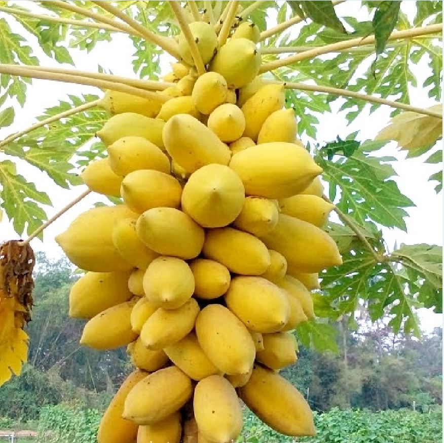 Combo 2 gói hạt giống đu đủ lùn ( đu đủ vàng 5 hạt + đu đủ lùn xanh 10 hạt )