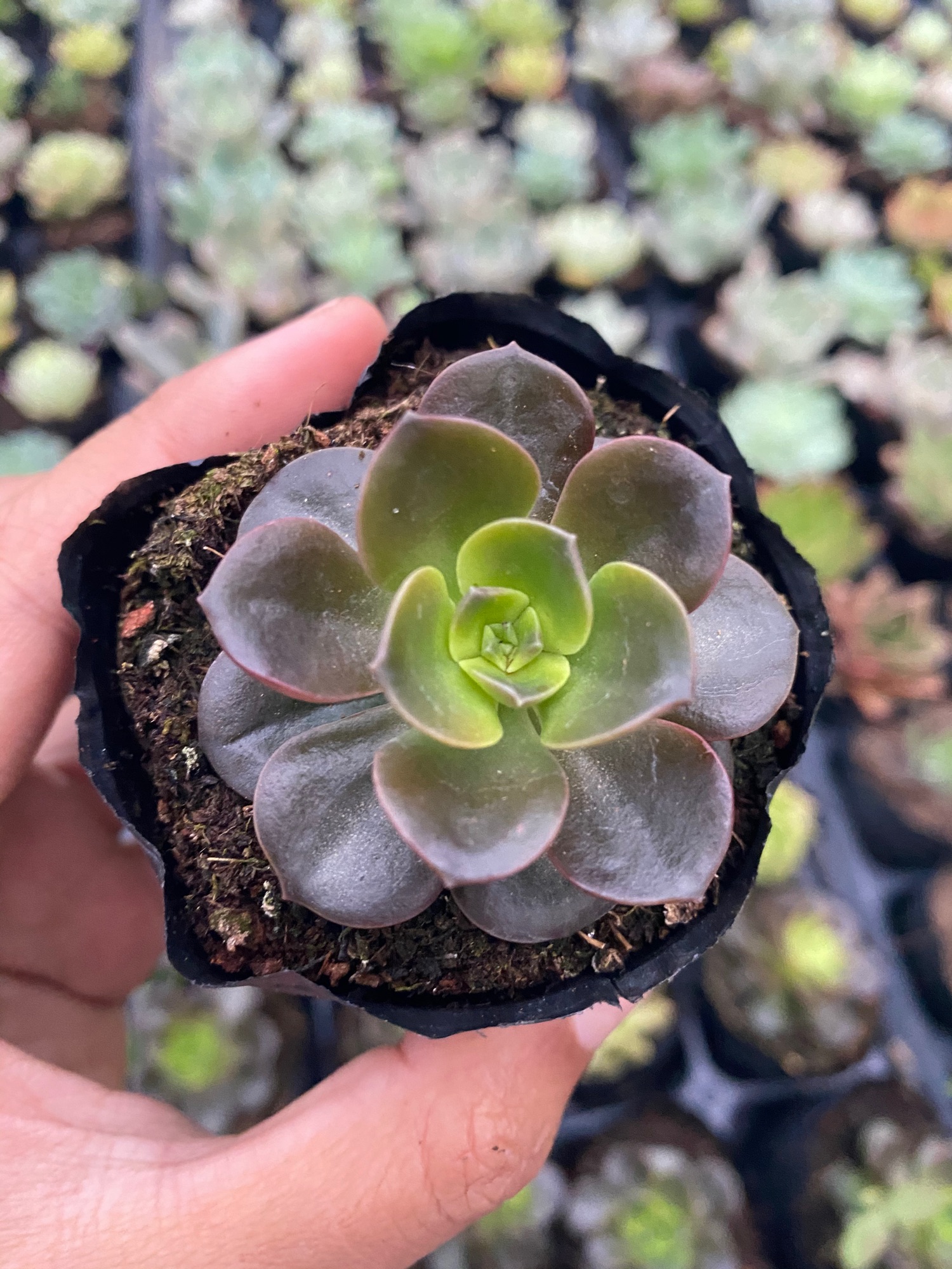 SEN ĐÁ PHẬT BÀ 4-6CM