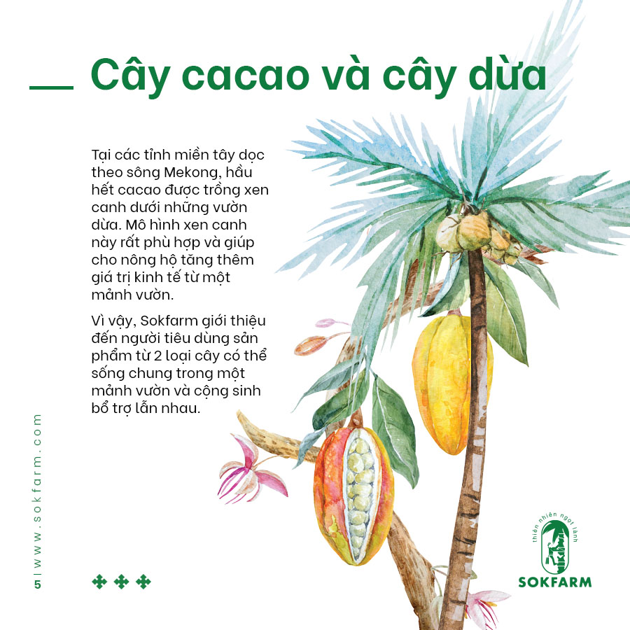 Hạt cacao & mật hoa dừa (Sokfarm) - 75g