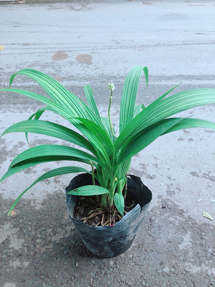 Lan Đất Có Hoa Màu Vàng
