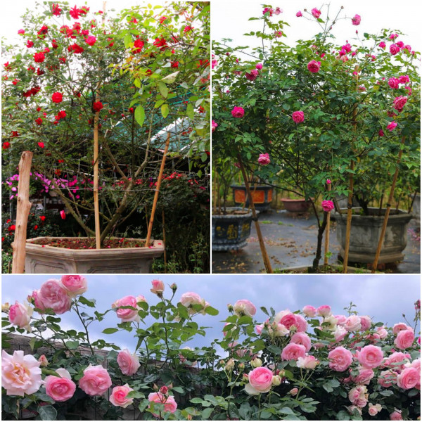 Combo 2 bầu giống hoa hồng cổ sapa – hoa hồng rực rỡ xứ tây bắc, bầu cây giống hàng dâm cành từ nguyên bản cây mẹ