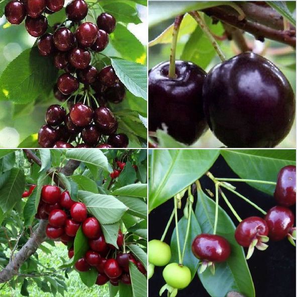 Hạt giống cây ăn trái cherry nhiệt đới gói 10 hạt
