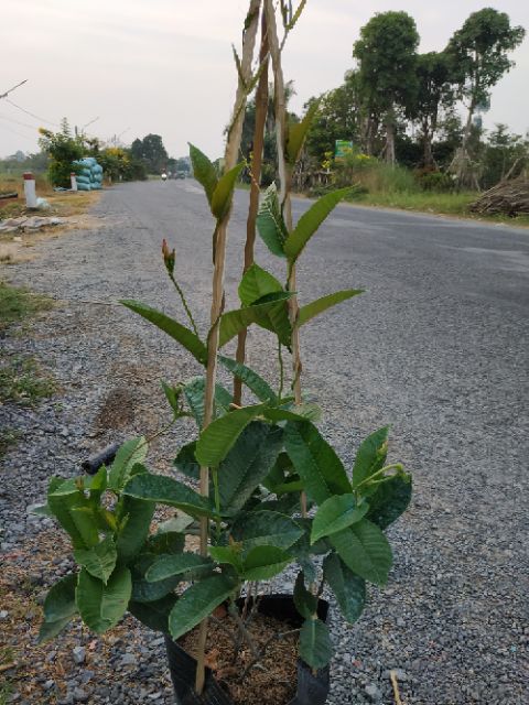 Cây Hồng Anh - Cây cảnh sân vườn