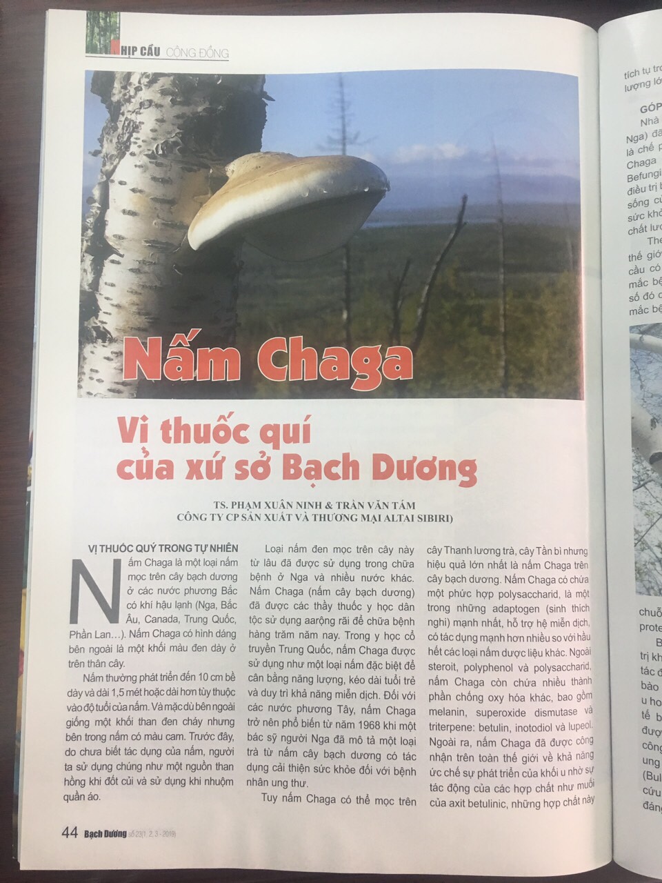 Nấm chaga Nga sibiri 100 gr