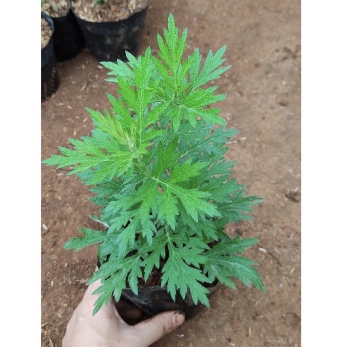 Cây ngải cứu, cây dược liệu quý