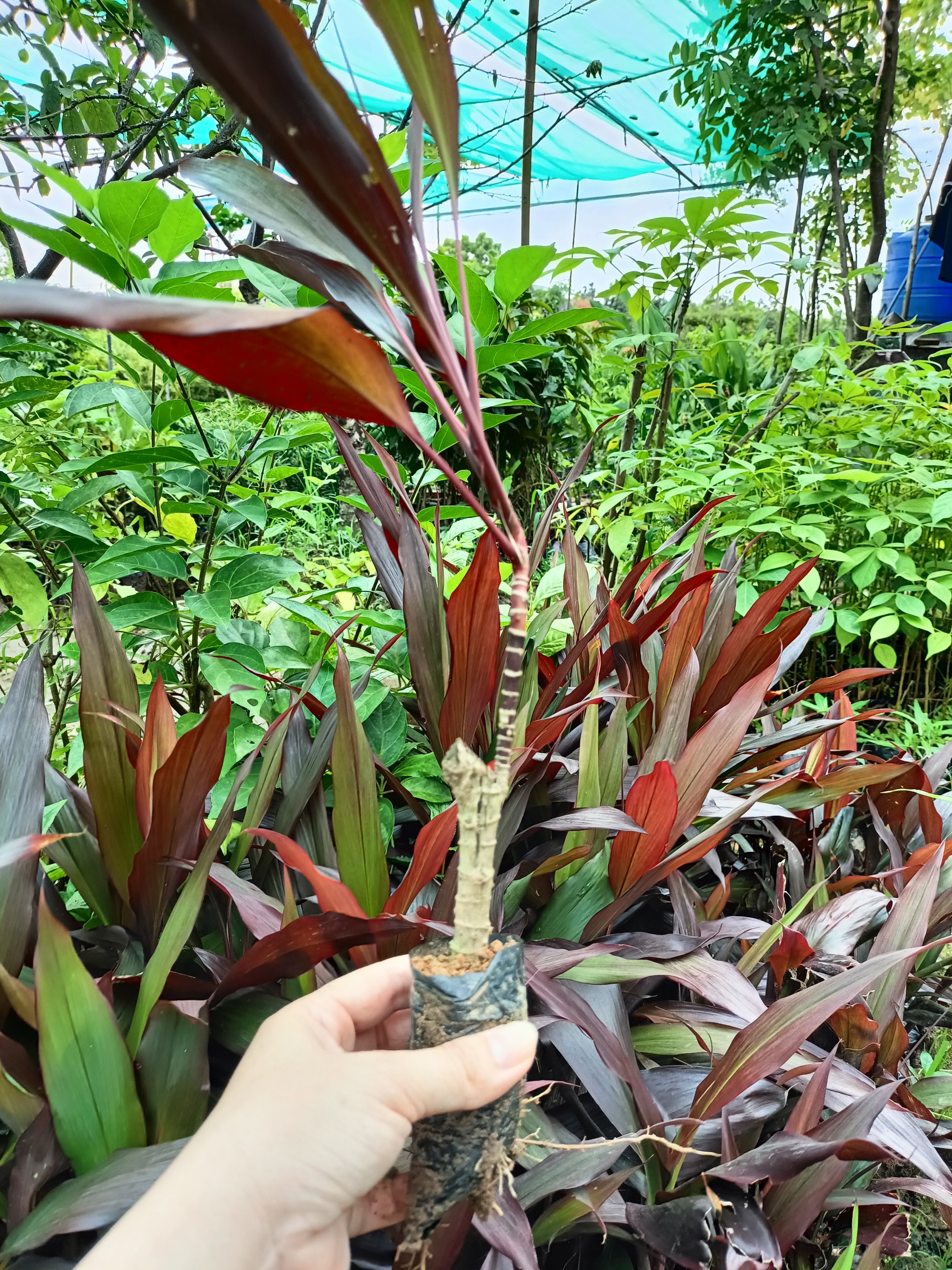 Cây giống huyết dụ