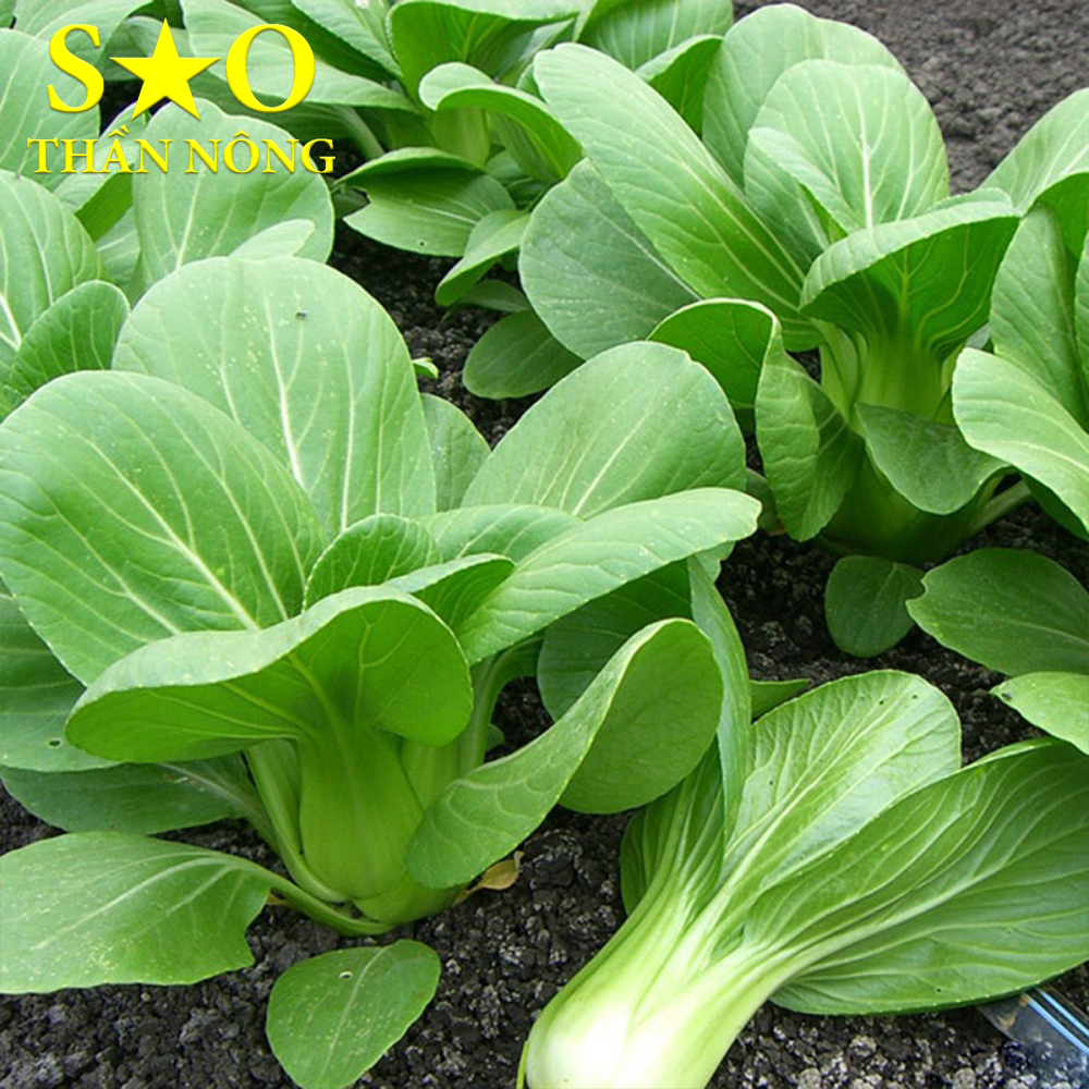 Hạt giống cải chíp 5g cao sản