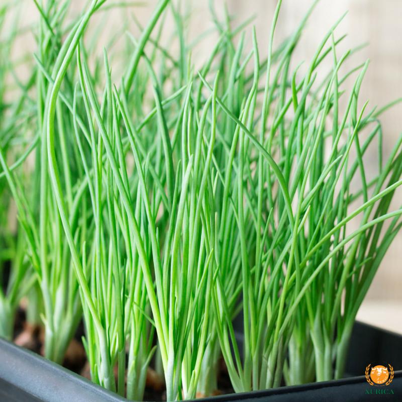 Hạt Giống Hành Lá Cao Sản Dễ Trồng (1gr)
