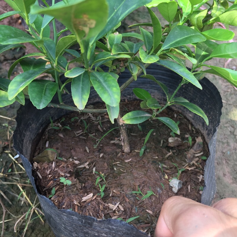 Cây chanh tứ quý (chanh ta) tán xum (Cây như hình)