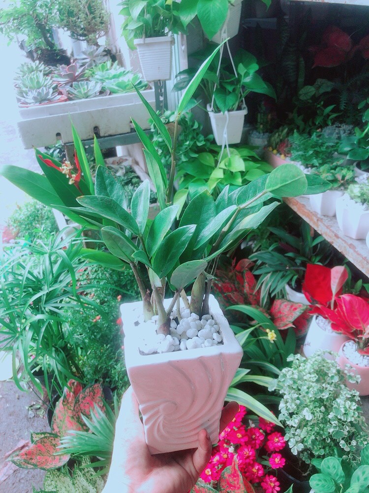 Chậu Kim Tiền Thái