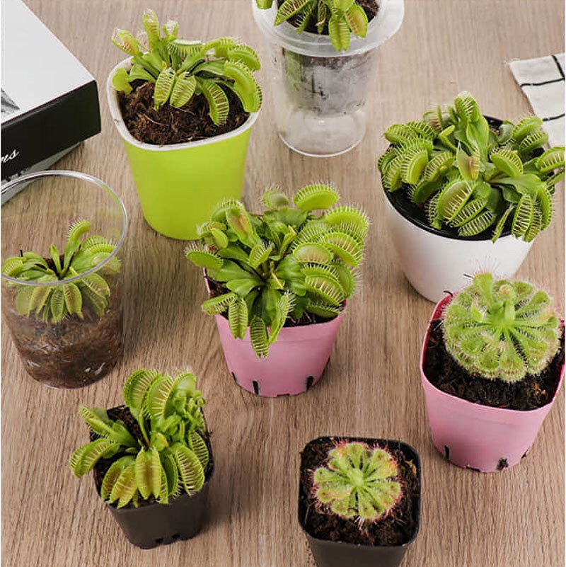 Cây ăn thịt venus flytrap