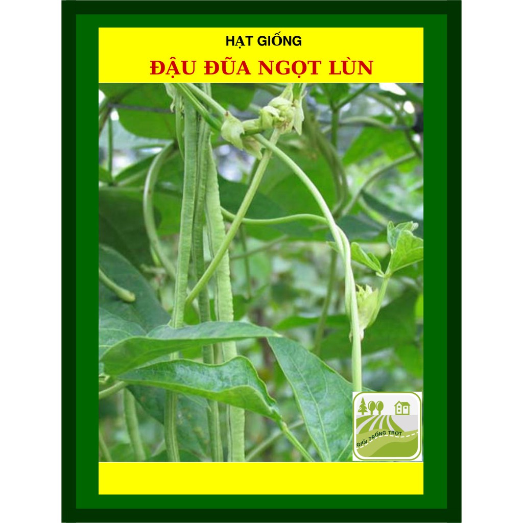 Hạt Giống Đậu Đũa Ngọt Lùn 20 Gram