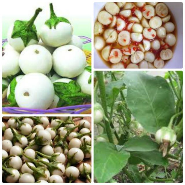 Mj77 gói hạt giống cà pháo trắng chất lượng, năng suất cao 0.5gr giống mới chịu nhiệt 4 mùa