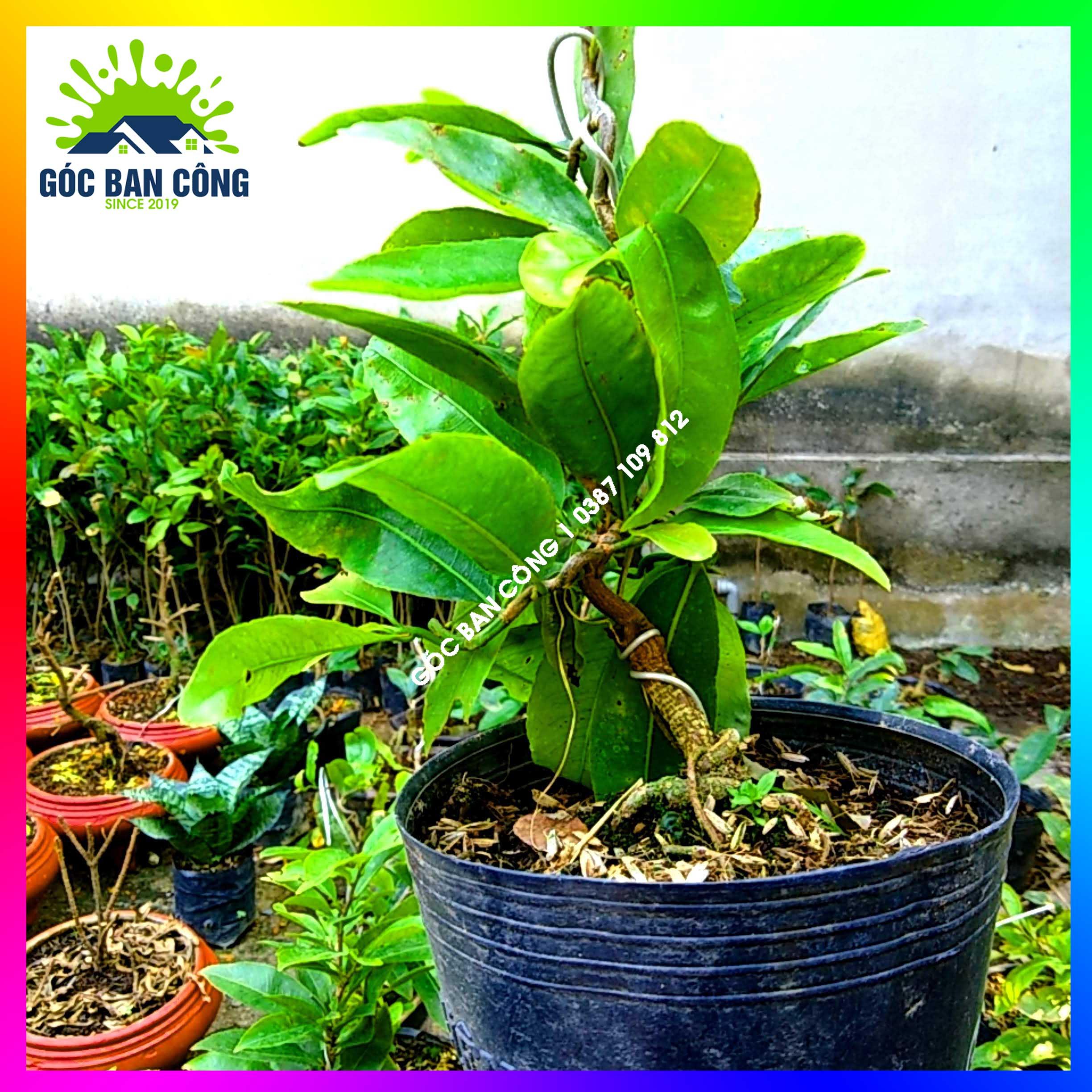 Mai Xoắn Quắn Bonsai Mini