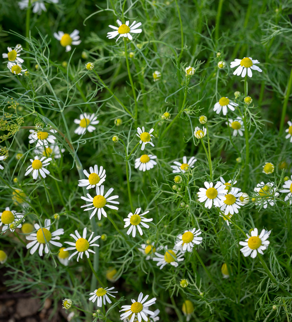 [ hạt giống nhập hàn] hạt giống cúc la mã (roman chamomile ≈ 280 hạt)- cúc đức ( german chamomile ≈ 250 hạt)