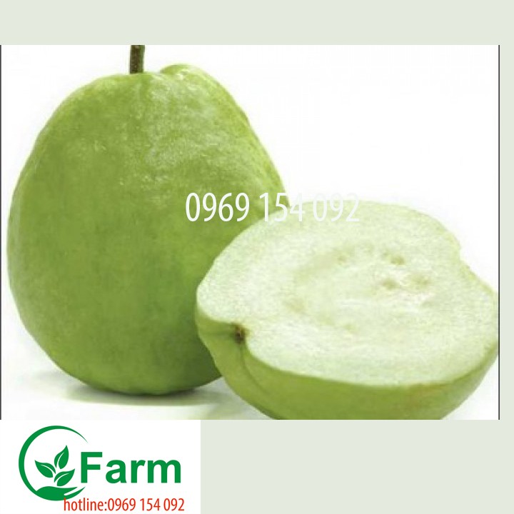 cây ổi không hạt - Cây giống ổi không hạt