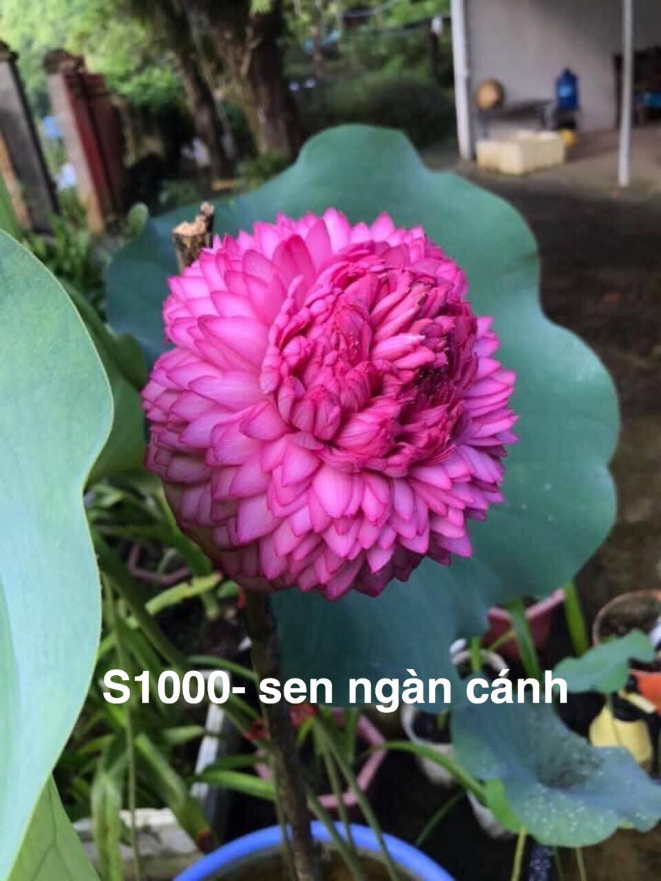 Củ Sen Thái giống gồm 12 loại