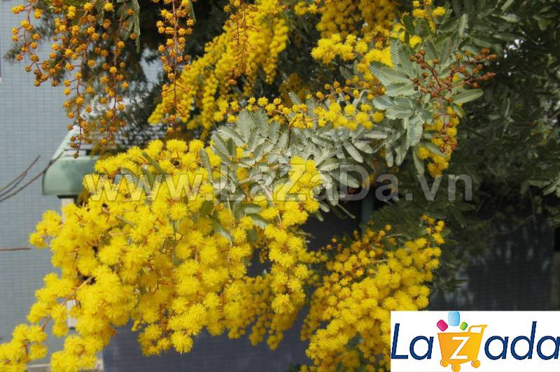 50h Hạt Giống Cây Mimosa Lá Me (| -KD: B21*X55*M224)