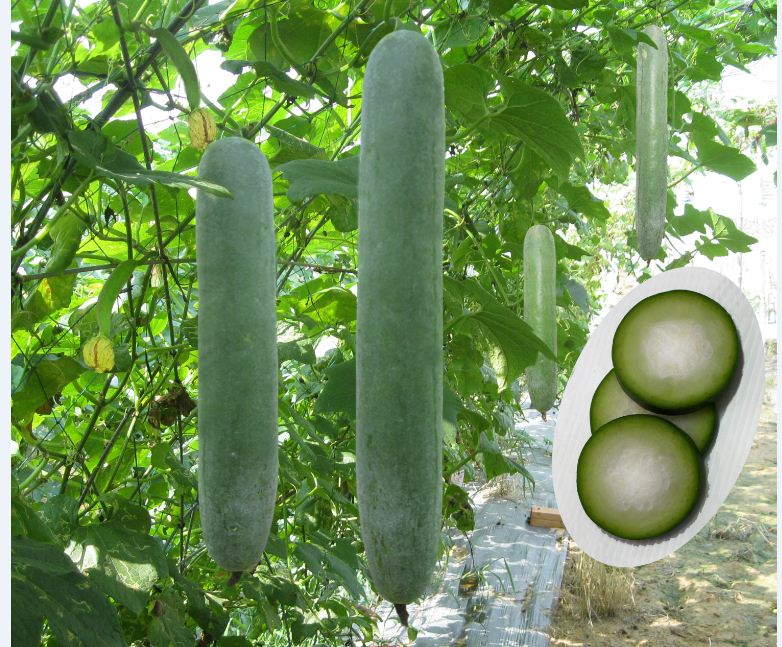 Hạt giống bí xanh dài ( bí sặt ) 1 gói 30 hạt